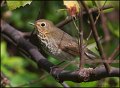 _1SB0400 swainsons thrush